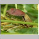 Eurygaster maura - Gemeine Getreidewanze 03.jpg